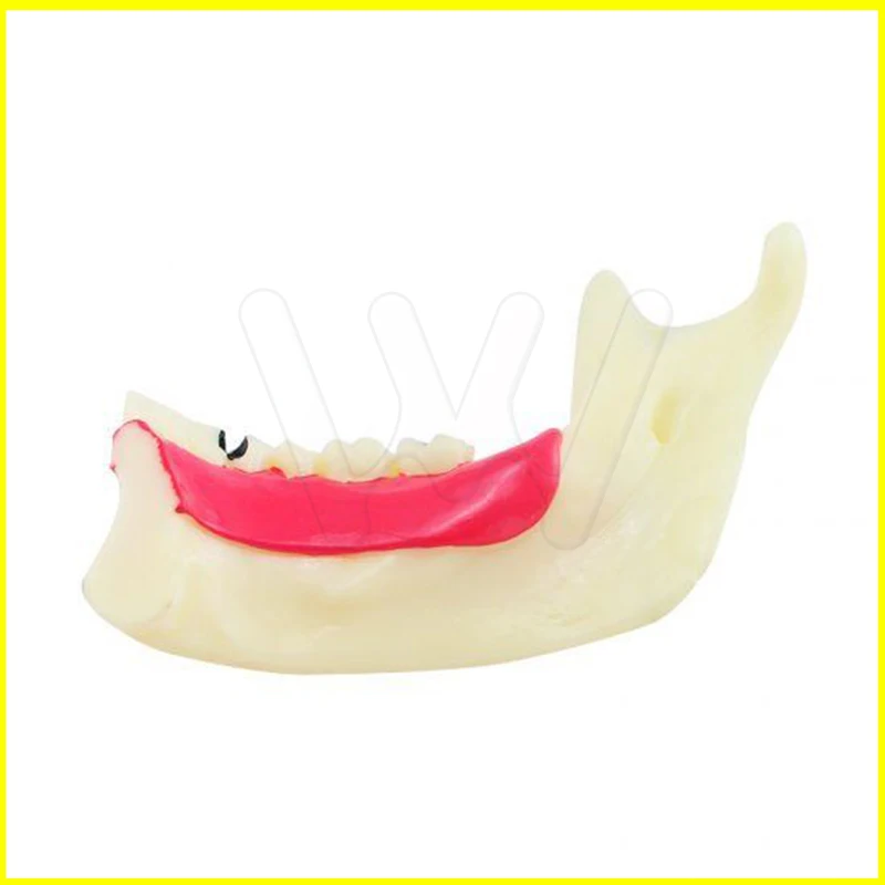 Стоматологическая мандибуларзубы демонстрация анатомическая модель обучения