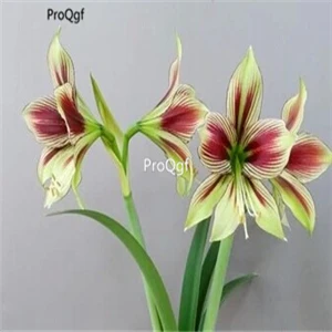 9 Ngryise 3 шт. набор Amaryllis лампочки True Hippeastrum rutilum - Цвет: 9