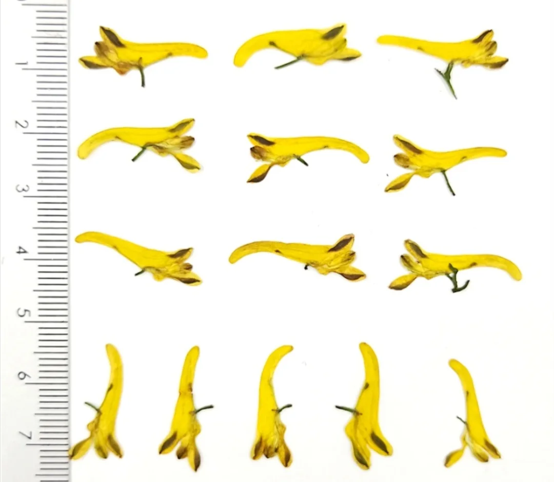 

60pcs Pressed Dried Corydalis pallida Flower Head For Epoxy Resin Jewelry Making Bookmark Phone Case Makeup Nail Art DIY