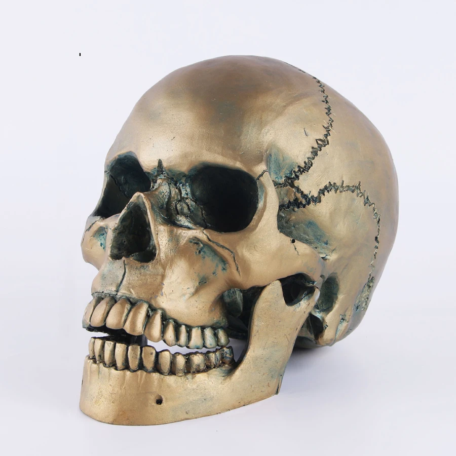 Голова человека в масштабе 1:1 размер взрослых копия черепа из смолы медицинская