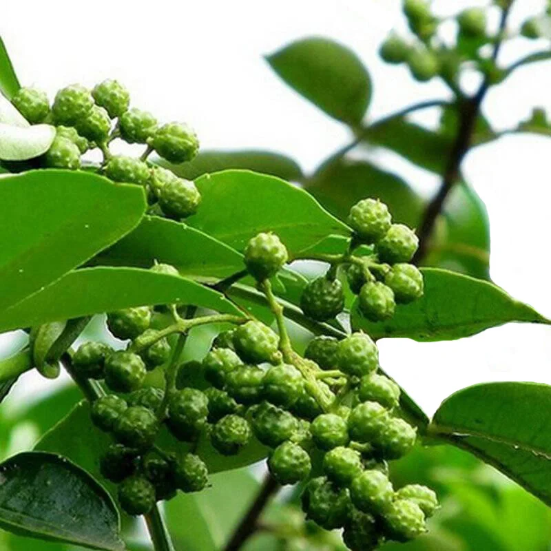 50 г Бесплатная доставка Природные органические сушеные Сычуаньский зеленый