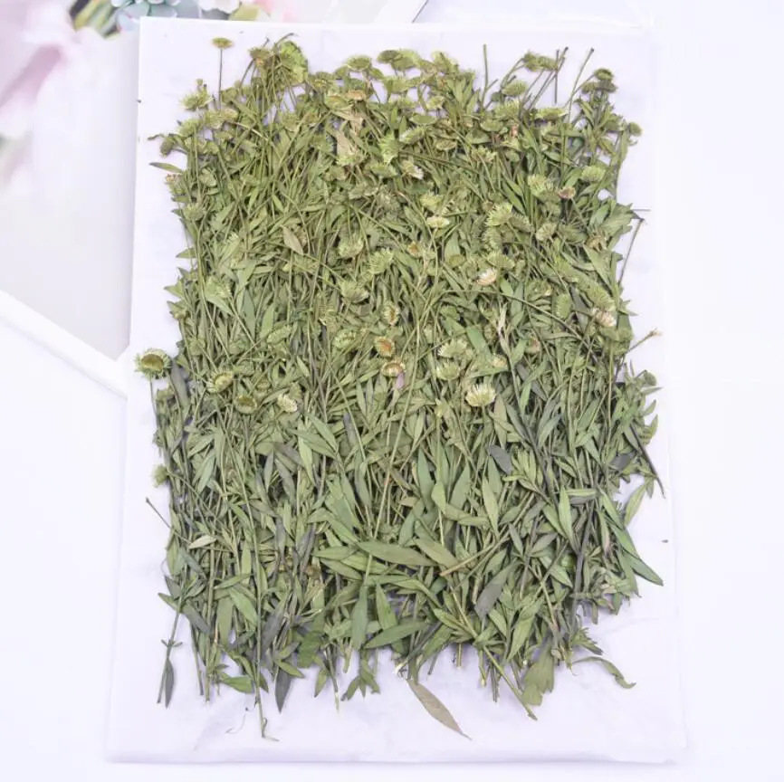 

120pcs Pressed Dried Conyza canadensis Leaf Stem For Nail art Epoxy Resin Pendant Necklace Jewelry Making Craft DIY Accessories