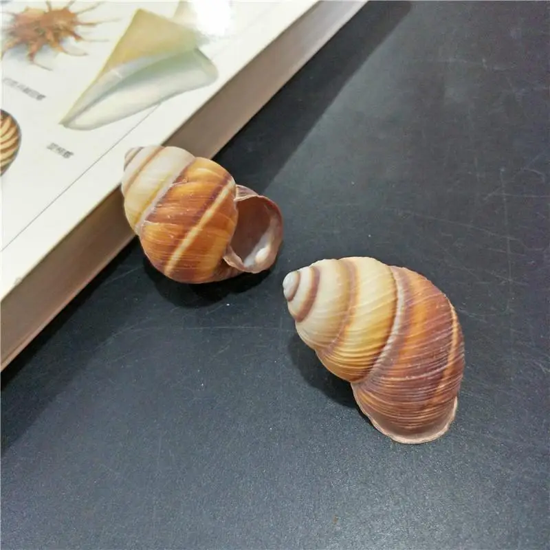 

20pcs natural conch shell spiral snail specimens window design seashells nautical decor marine decoration materials for crafts