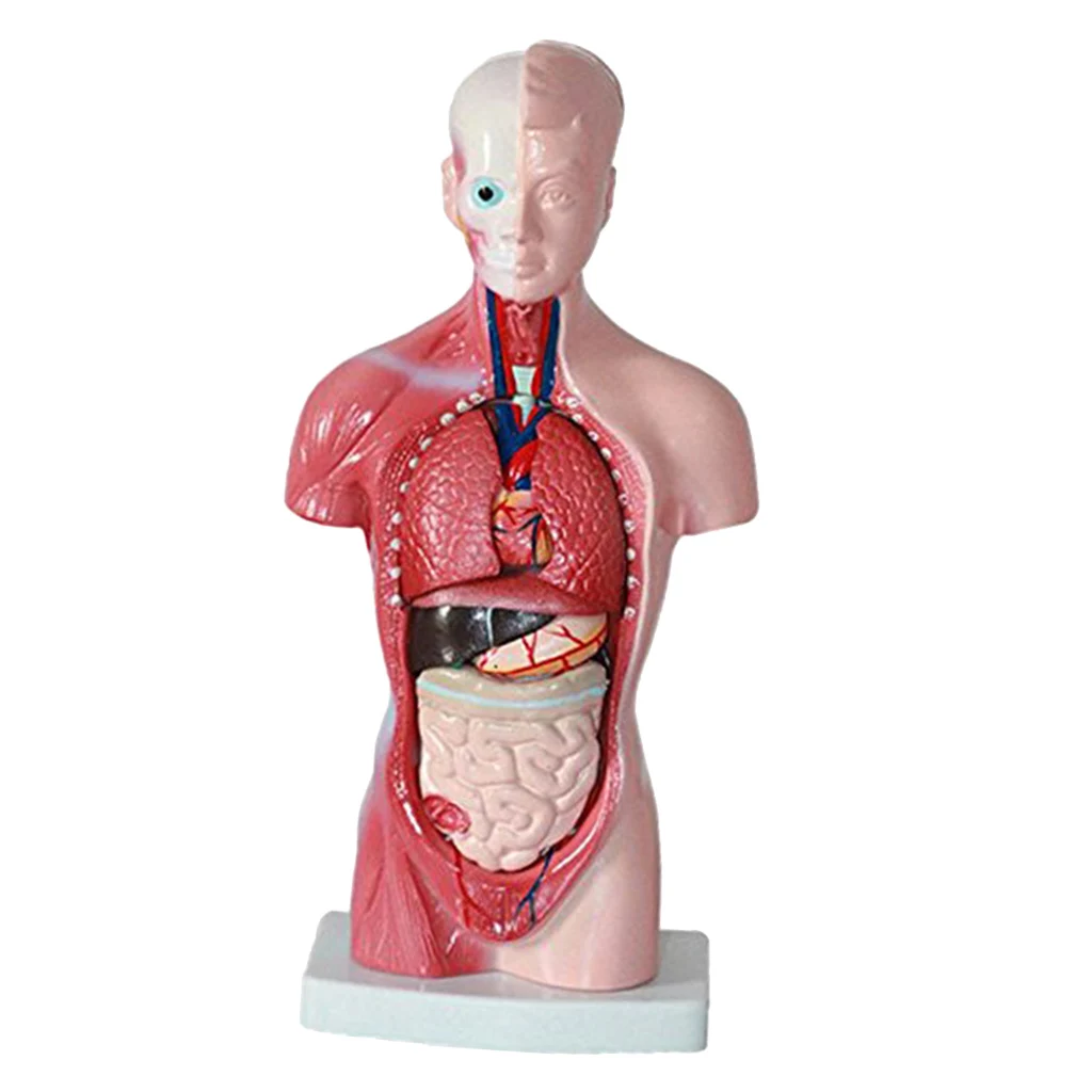 

11-Inch Human Torso Body Organ Model Dual Gender Anatomy Anatomical Model for Science Study