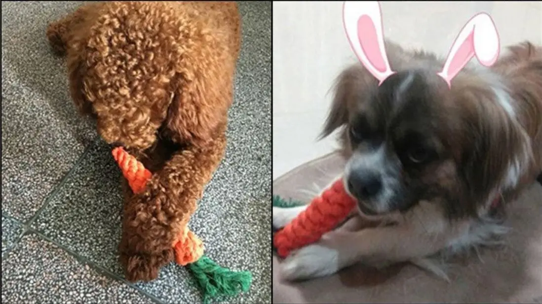 1 шт. Детская Хлопковая игрушка для животных | Дом и сад