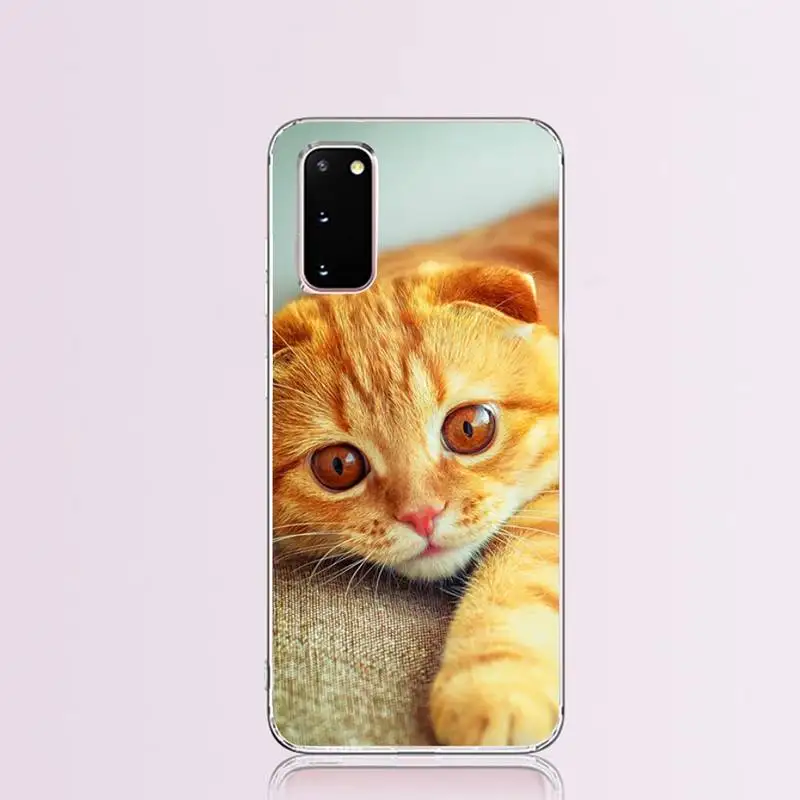 Scottish fold cat Coque Shell Phone Case for Samsung S9 plus S5 S6 S7 edge S8 S10 | Мобильные телефоны и аксессуары