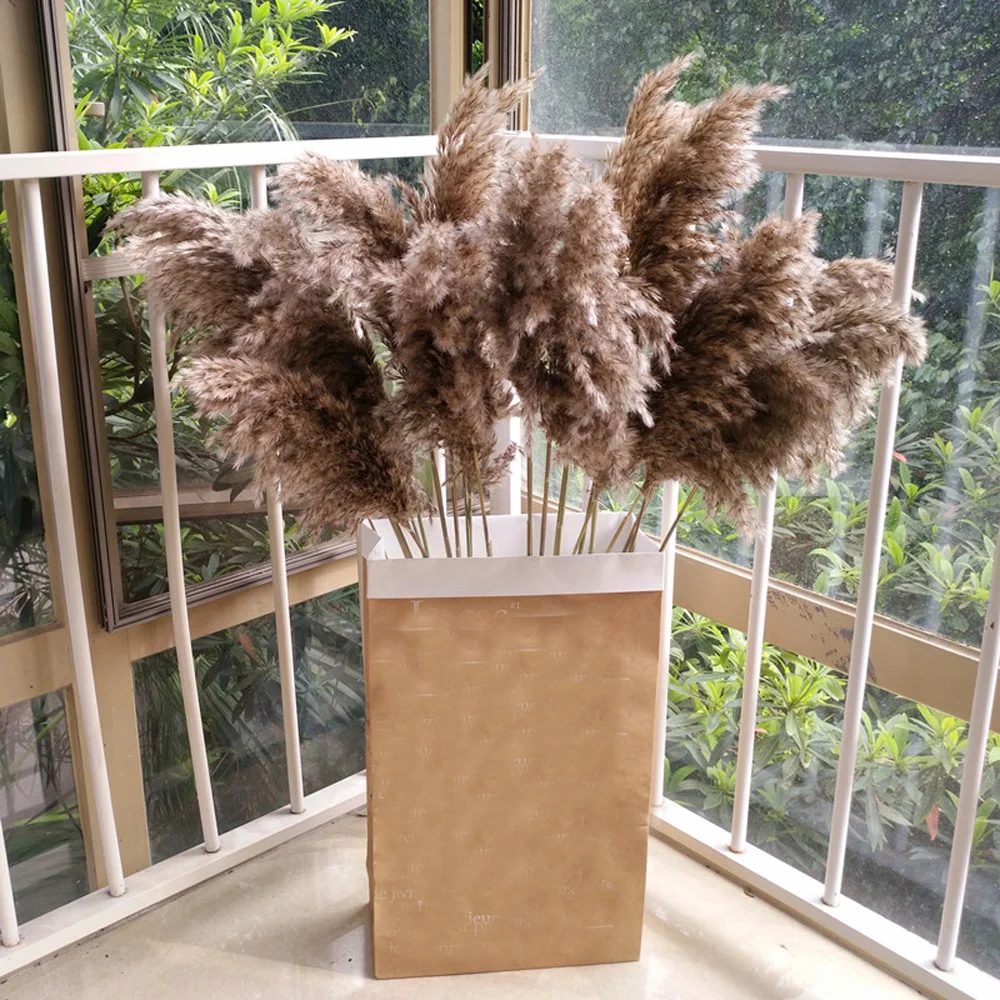 

20pcs Dried plants pampas grass natural phragmites communis wedding flower bunch raw color