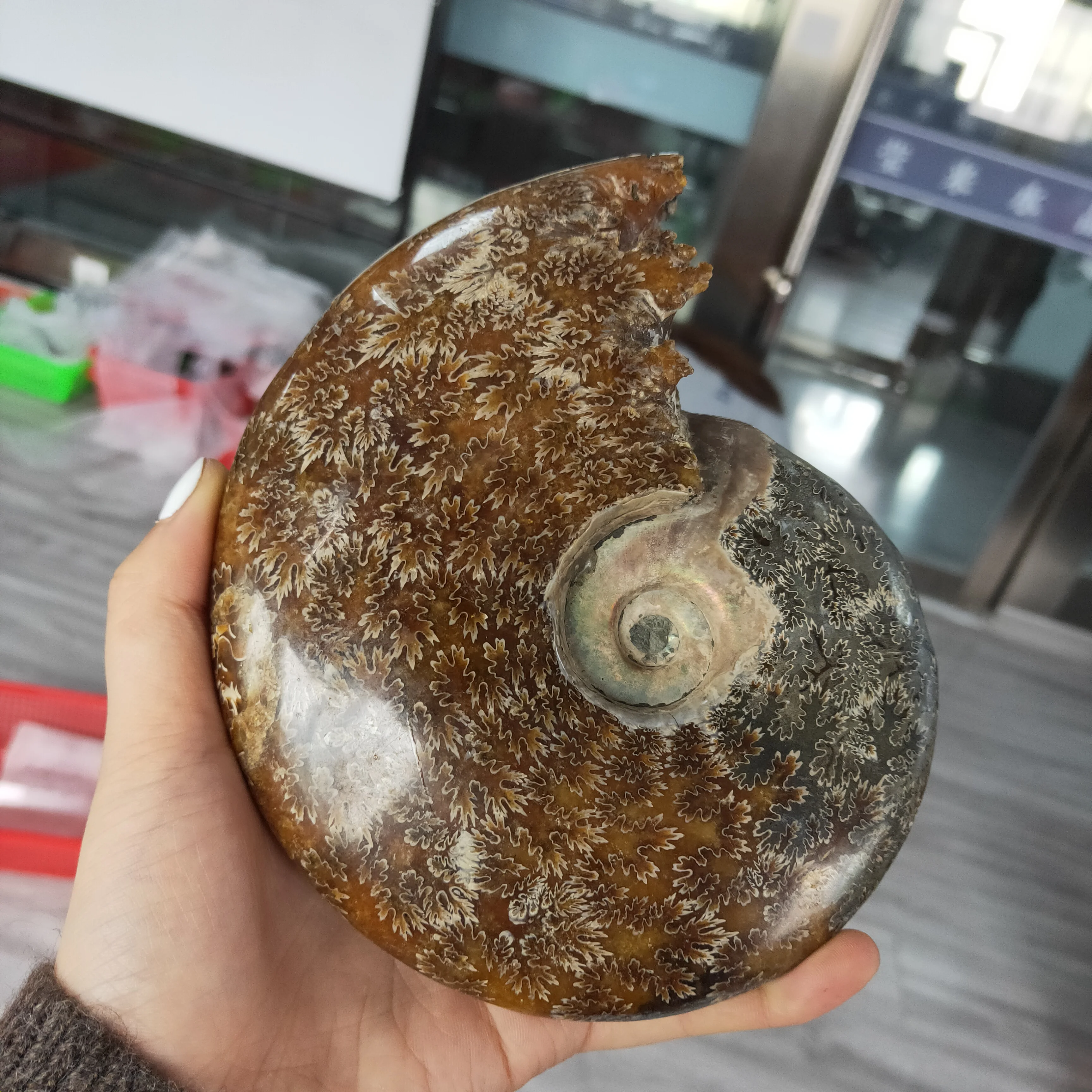 

big size750-900g RARE Iridescent AMMONITE SHELL GEM FOSSIL SPECIMEN HEALING