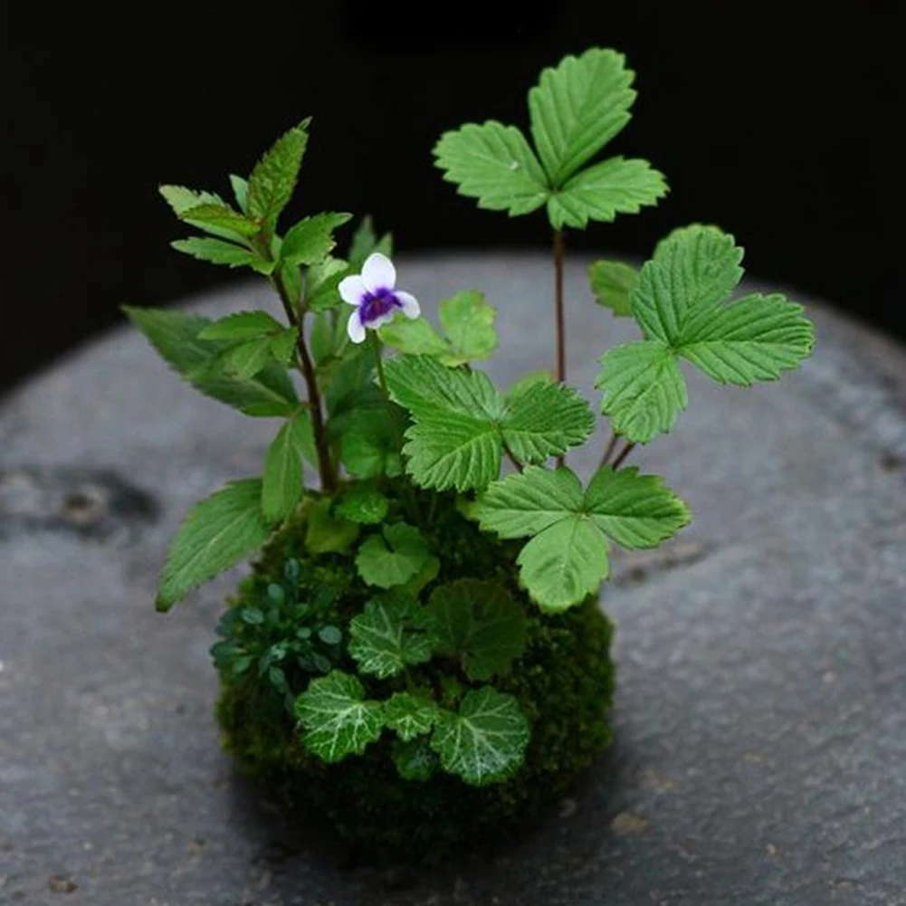 МХ бонсай японские шарики из Моха с семенами Индивидуальный маленький