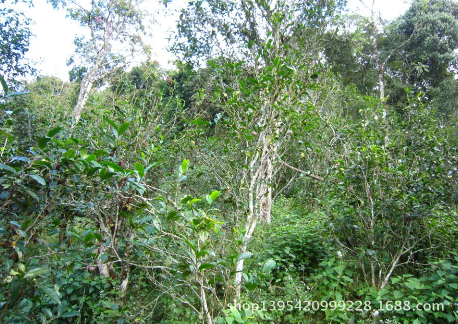 Юньнань исландское древнее дерево Драконий жемчуг сырье для чая Пуэр китайский качественный жемчуг pu эр чай Китайский Пуэр pu erh здоровье органический зеленый чай