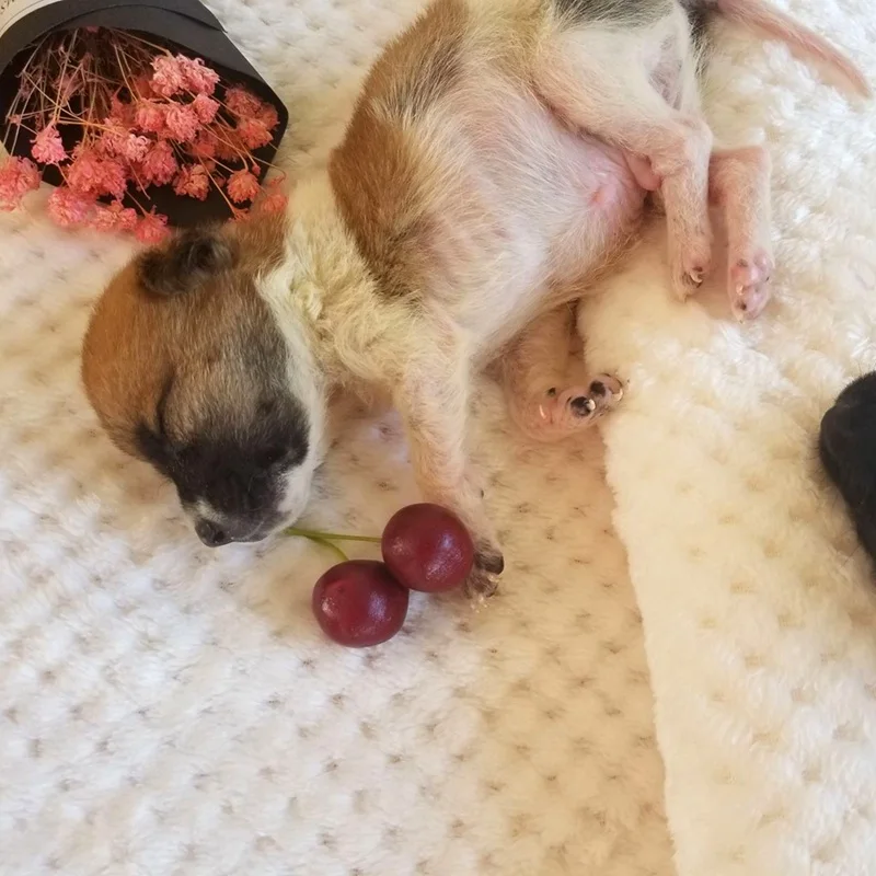 Мягкое одеяло для домашних животных зимняя кровать собак и кошек сетчатый теплый