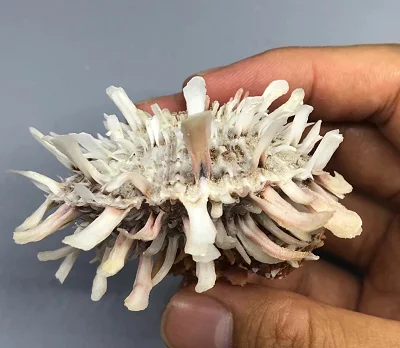 

7.77 cm Thick-shelled sea chlamys super high quality