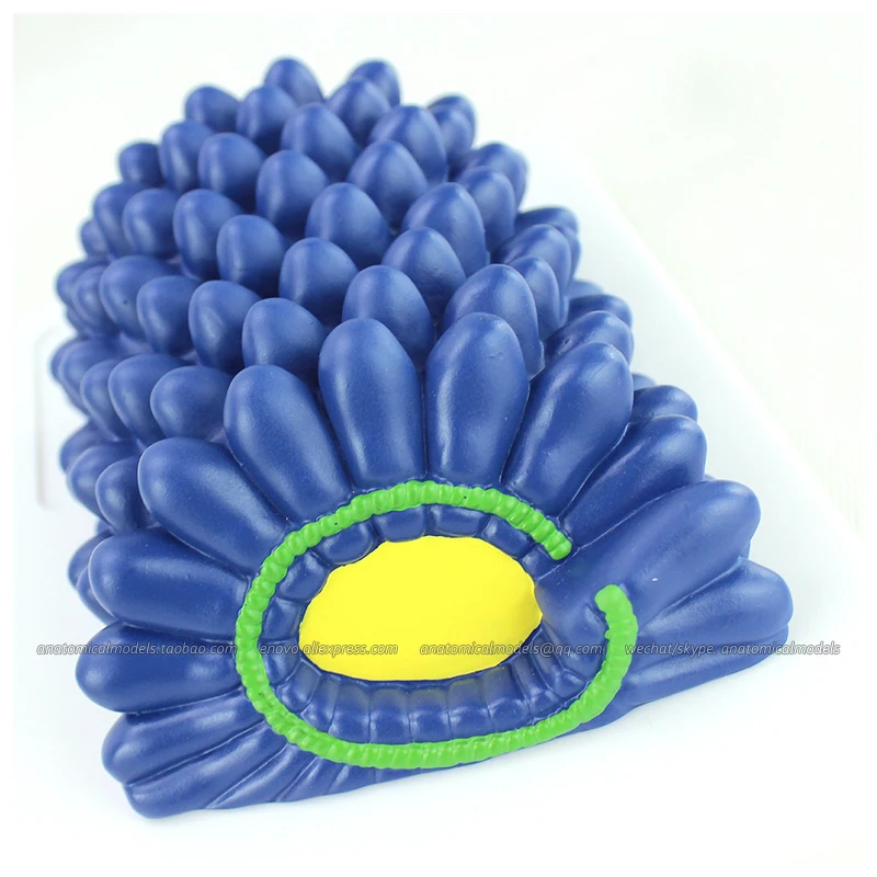12554 / Microbiology AIDS Virus Model Kit Medical Science Educational Teaching Anatomical Models | Канцтовары для офиса и дома