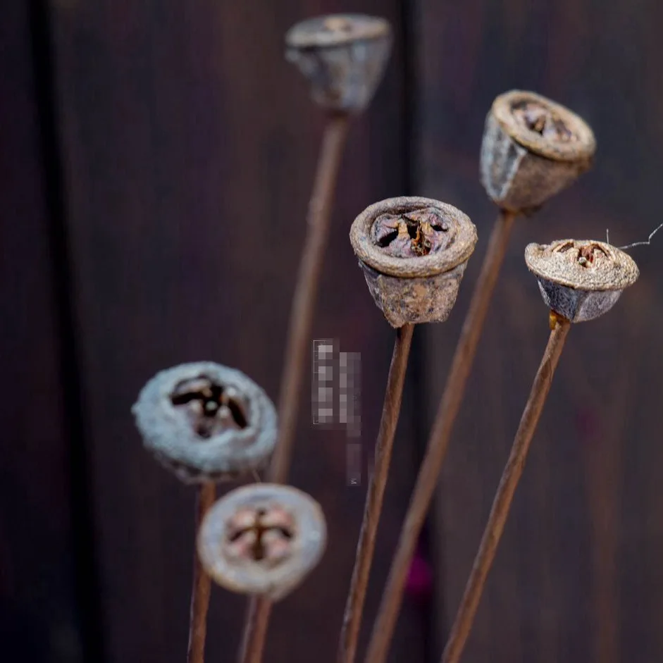 Синий эвкалипт фруктовый если крест одна ветка Природный Стиль витрина