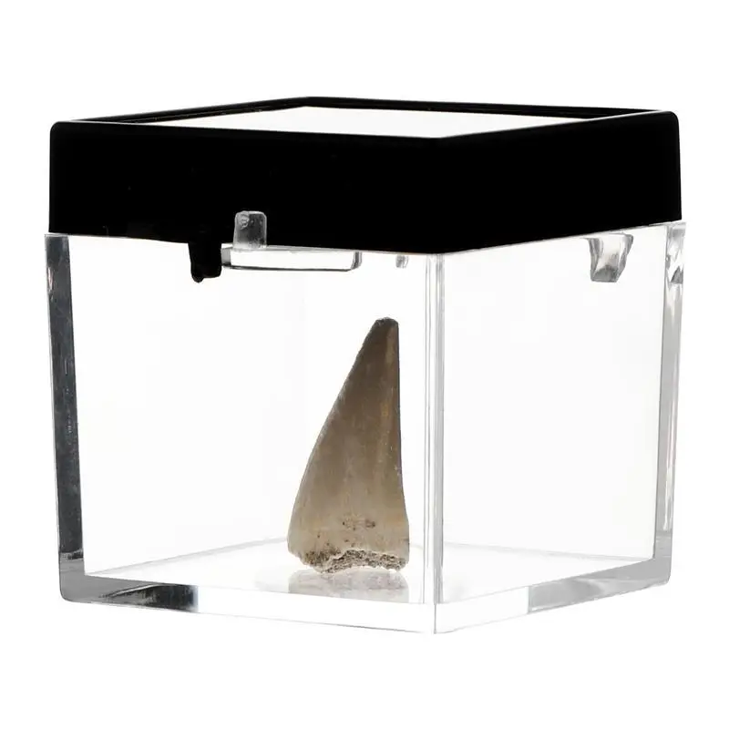 

Mosasaurus Teeth Fossil Paleontology Fossil Science Ornaments Teaching Props