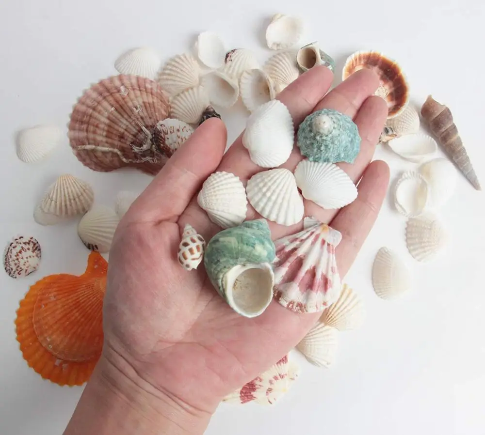 50 шт. 20 видов натуральных ракушек Морская звезда для дома вечеринки свадьбы