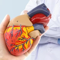 3style color 11 human heart anatomical model color doppler detachable natural adult heart teaching model b053