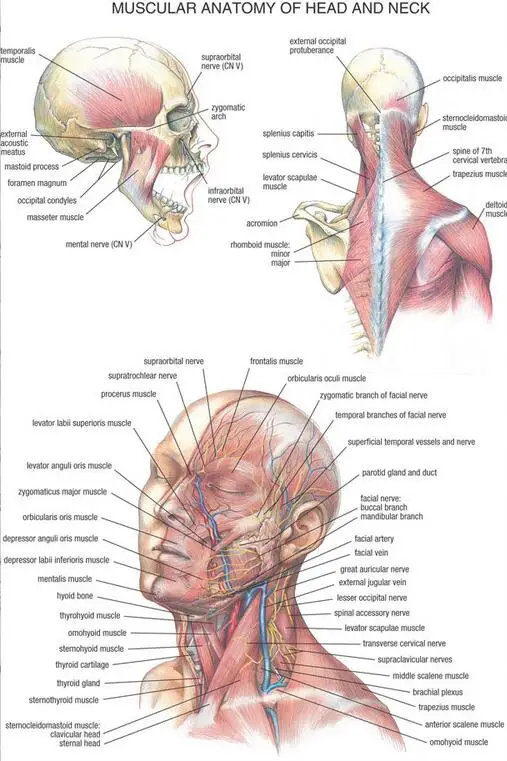 

Medical Anatomy Muscles Head Neck Art Film Print Silk Poster Home Wall Decor 24x36inch