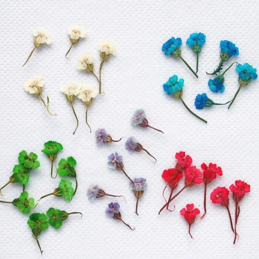 120 шт. сушеные растения achilmillilea folium Flower гербарий для ювелирных изделий рамка чехла