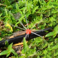 5pcs micro flow dripper drip head 14 inch hose garden irrigation misting p15d