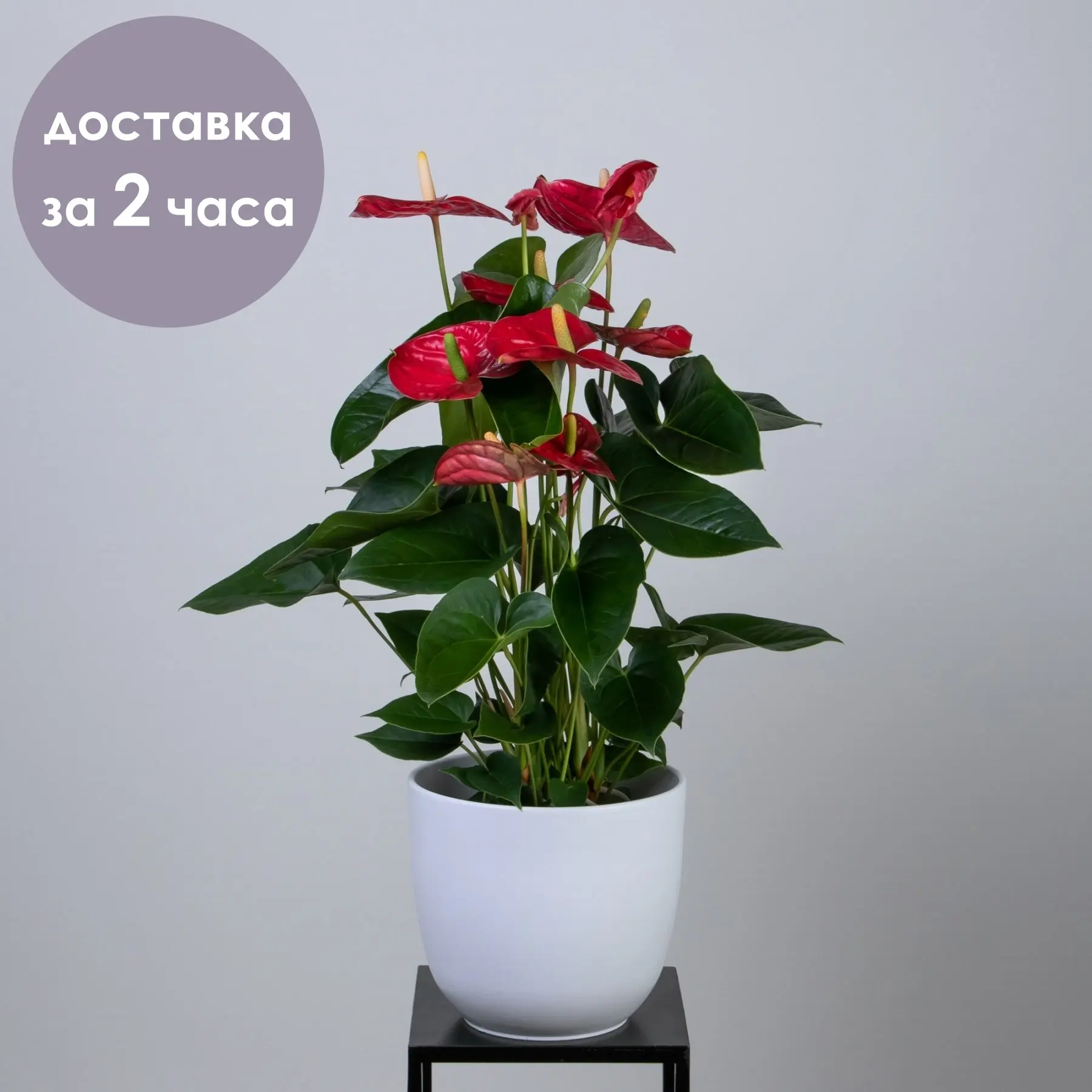 Антуриум Красный |