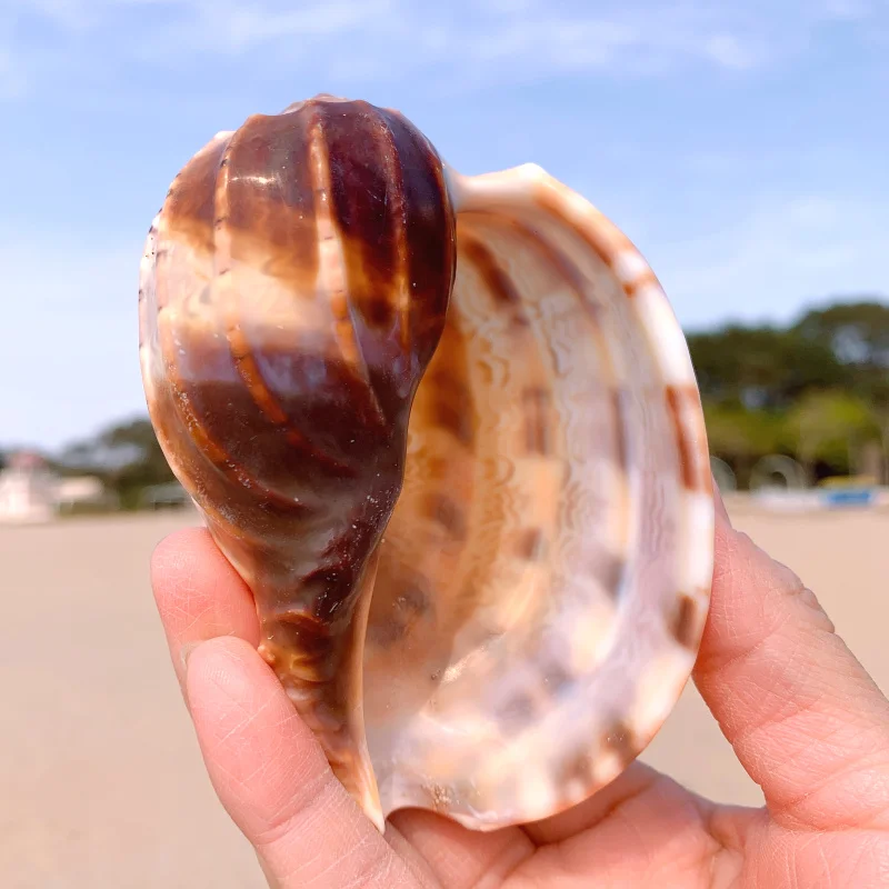 New Sea Snail Natural Shell Large Conch Fish Tank Aquarium Decoration Roll Shellfish Breeding Mediterranean Pot Furnishing | Дом и сад