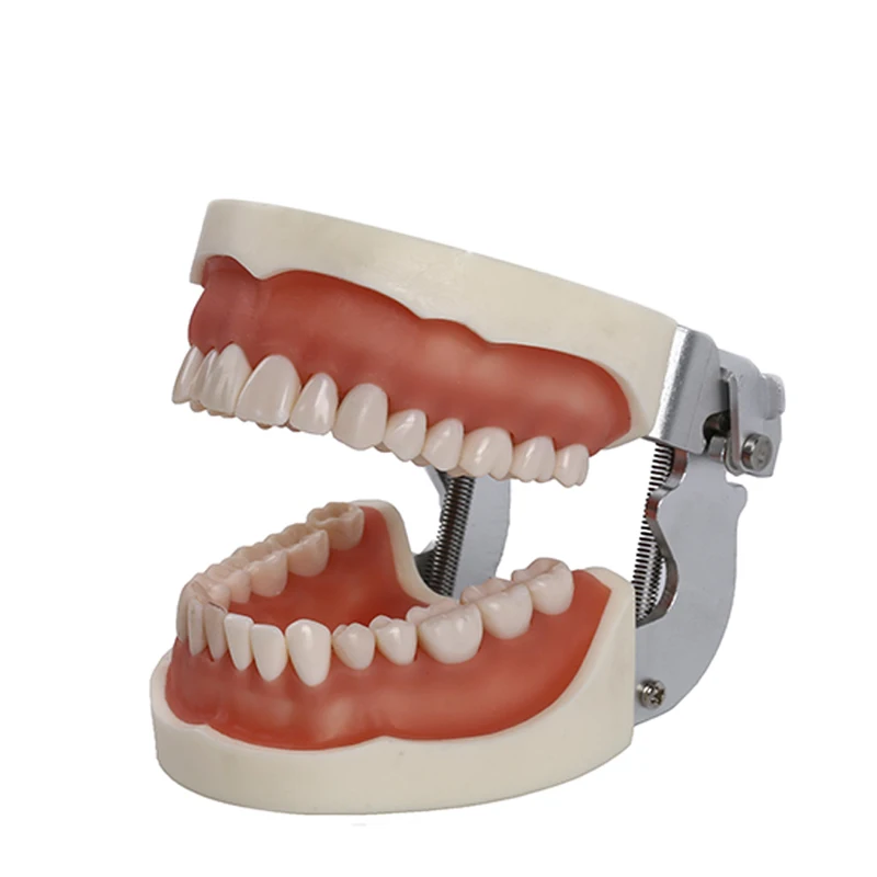 Модель для обучения стоматологии стандартная модель зубы 200H|Базовый