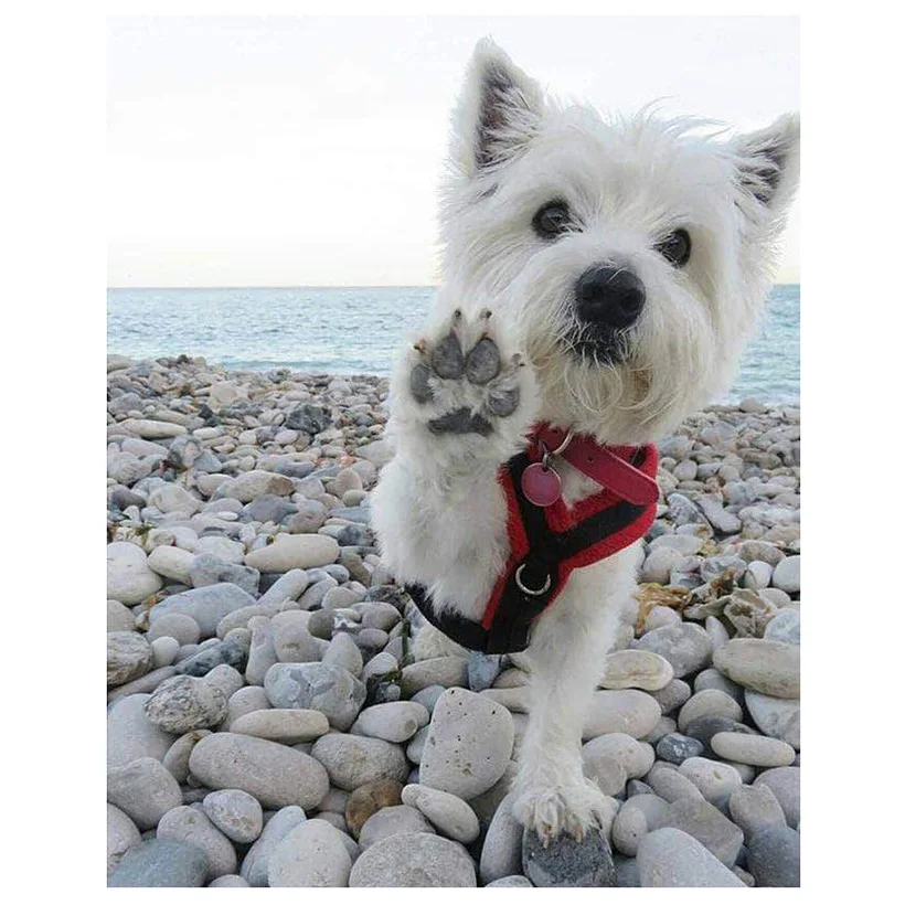 5D сделай сам вышивка Белая собака на камнях крестиком стразы мозаика картина