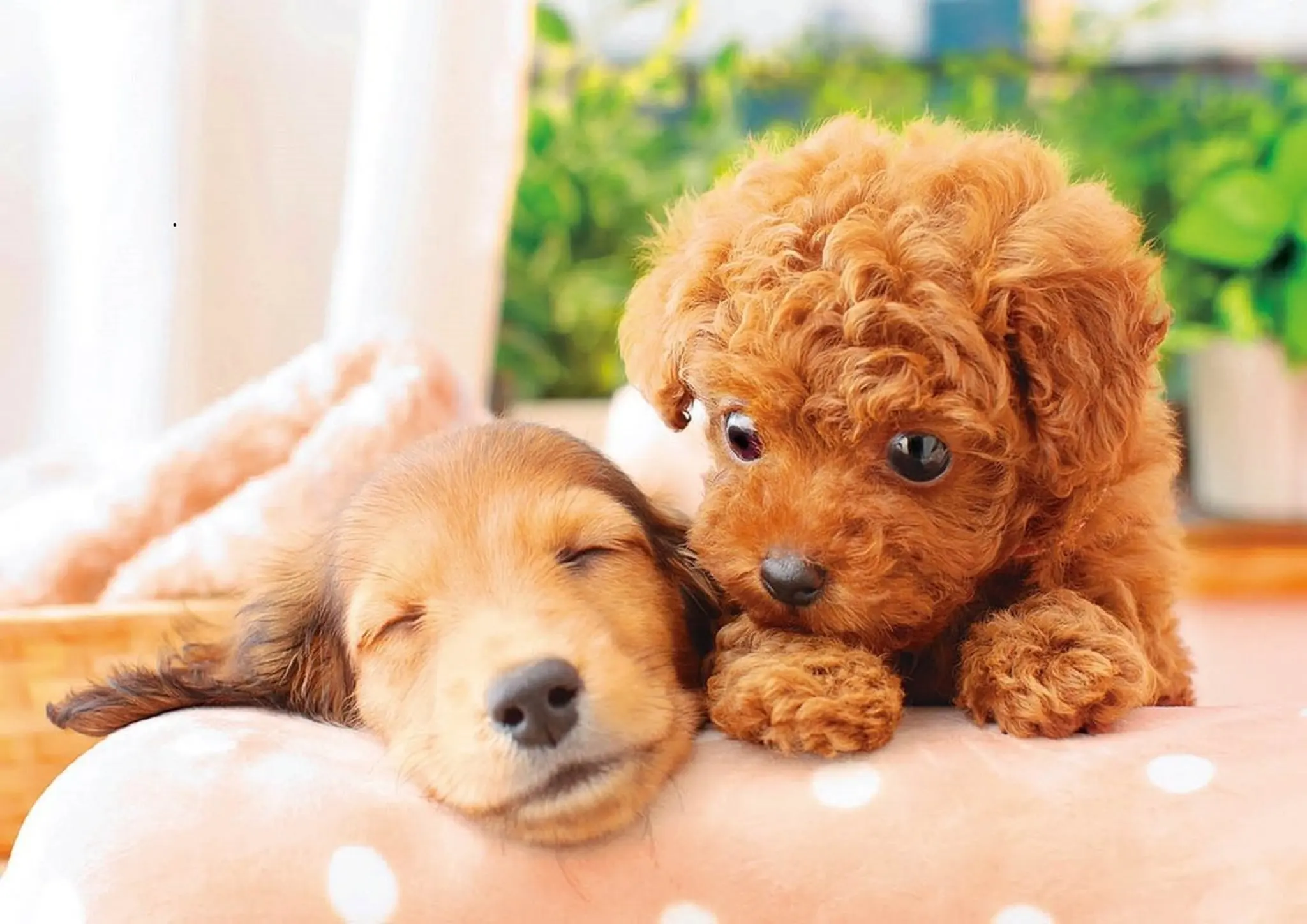 

Jmine Div 5D Puppy Dog Full Diamond Painting cross stitch kits art High Quality Animal 3D paint by diamonds