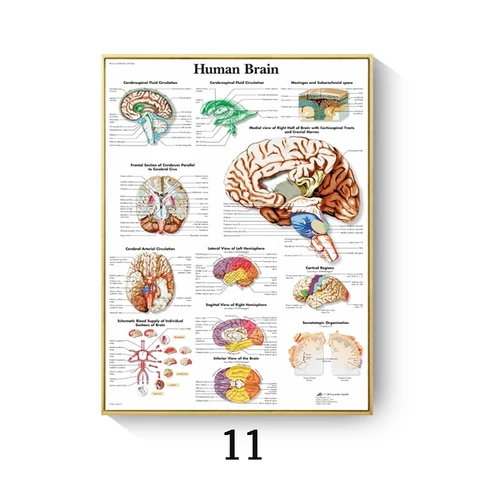 Анатомия образование наука медицина плакат печать мышц система Холст Картина человеческое тело карта холст настенные картины офисный Декор