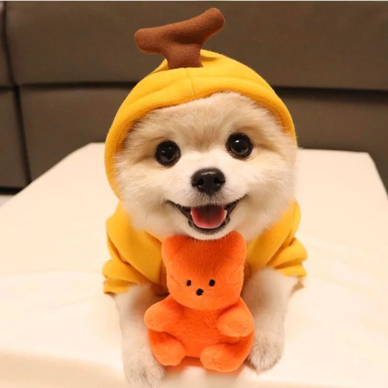 Fruit turned into a dog cat small and medium-sized fleece sweater Teddy Yorkshire Bichon funny | Дом и сад