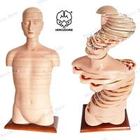 medical human torso cross sectional modelhuman cross sectional anatomy and imaging anatomy medical teaching doctors training tea