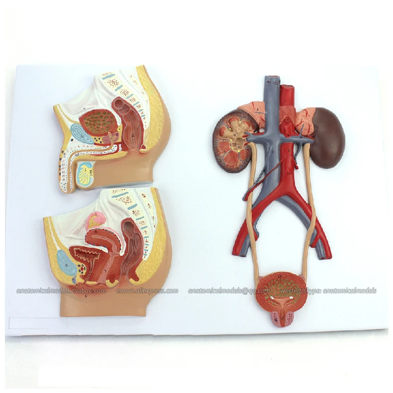 12437/модель висячей анатомии мужской женской мочеполовой системы образовательные