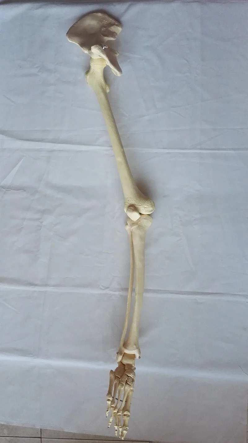 

Lower Extremity Model Life-Size Lower Limbs Model Leg Joint Model Humans Skeleton Models Medical Teaching Skeleton Human Bones