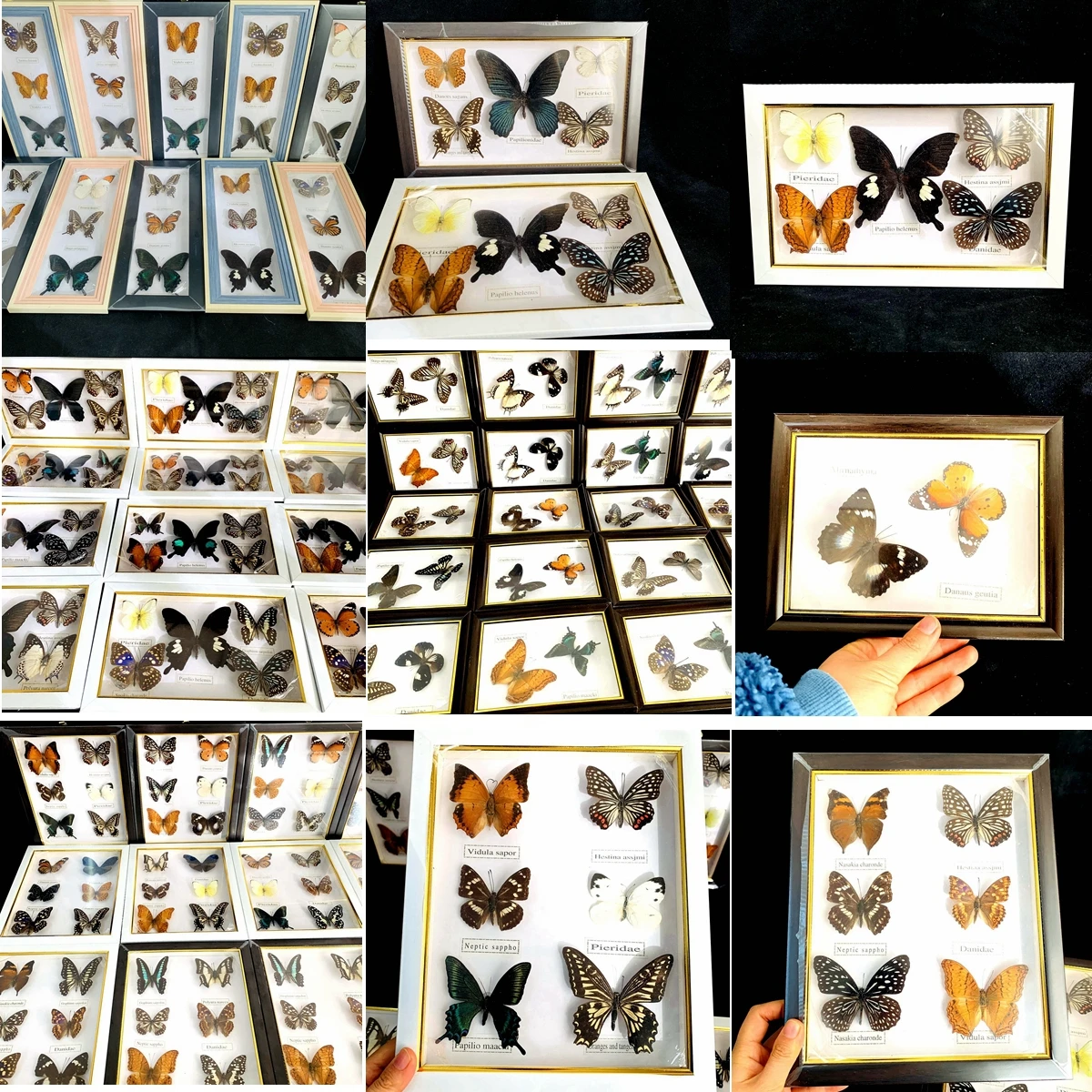 

Real Butterfly Specimen Random Happy Birthday Gift Butterflies Hanging Wall Photo Frame Ornament Home Christmas Decorations