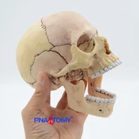 4d master 12 size skull anatomy model educational equipment medical tool master human detachable skull keleton