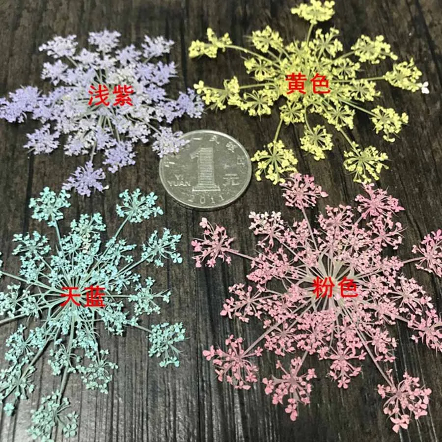 

60pcs Pressed Dried Carrot Flower Queen Anne's Lace Plants Herbarium For Jewelry Photo Frame Postcard DIY Making Accessories