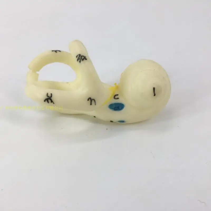 Медицинская модель для ушей Анатомия человека семикулярный канал кохлеарного