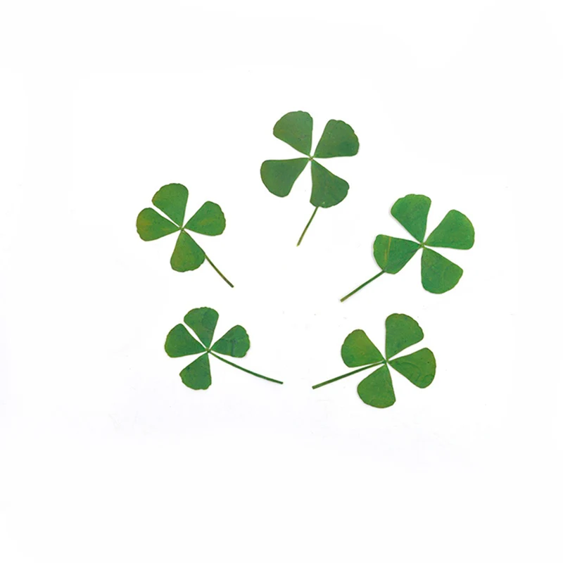 Приглашение на цветок четырехлистный клевер цветы сделай сам высушенные с