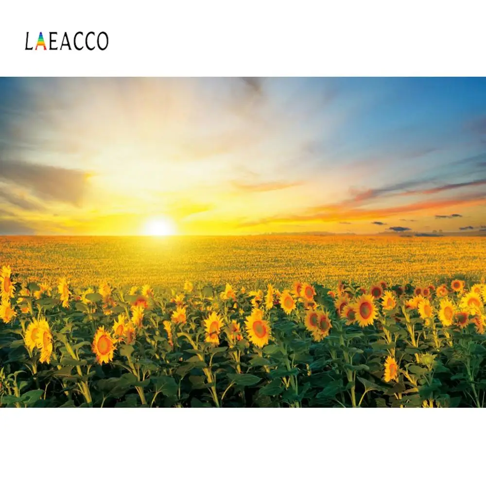 

Laeacco Field Sunflower Meadow Sunlight Grassland Photography Background Vinyl Customize Photographic Backdrops For Photo Studio