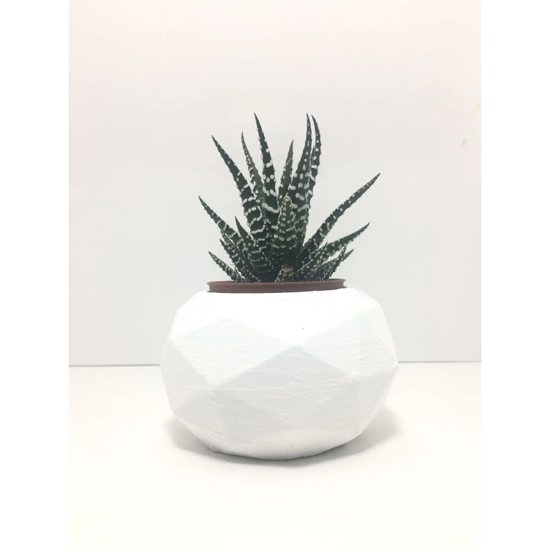 

Octagonal Concrete Pot and Live Sukulent - YE1607