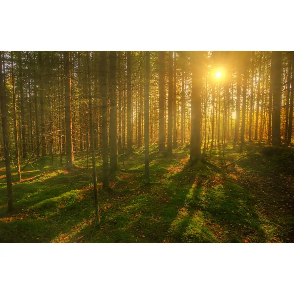 

Vinyl Custom Photography Backdrops Prop Light landscape Theme Photography Background 200309HV-09