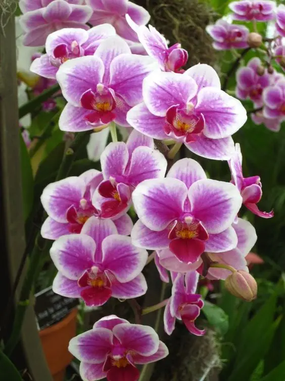 

JMINE Div 5D Orchid Flower Full Diamond Painting cross stitch kits art High Quality Floral 3D paint by diamonds