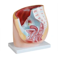 medical supplies female pelvis anatomy model anatomical section model uterine gynecological medical model for students 2 parts