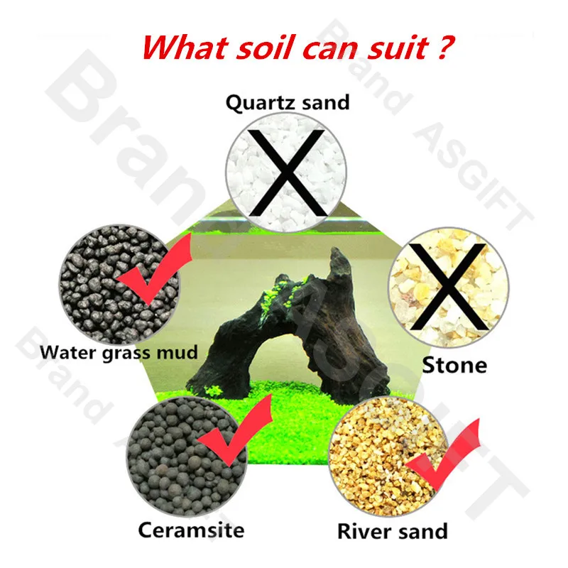 6 видов аквариумных растений водная трава гемиантус каллитрихоиды газон ковер