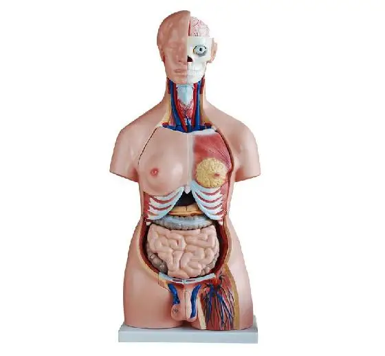 

VIC Science School Equipment 40 Parts Anatomy Torso Model 85CM Unisex Torso Model