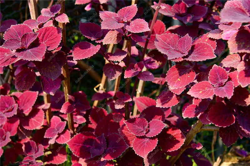 Распродажа! 100 шт Искусственный базилик|Декор места обитания| |