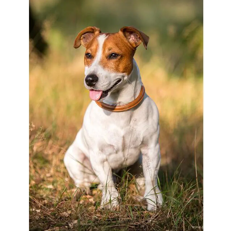 5d DIY Алмазная Вышивка Джек Рассел терьер полная квадратная Картина крестом