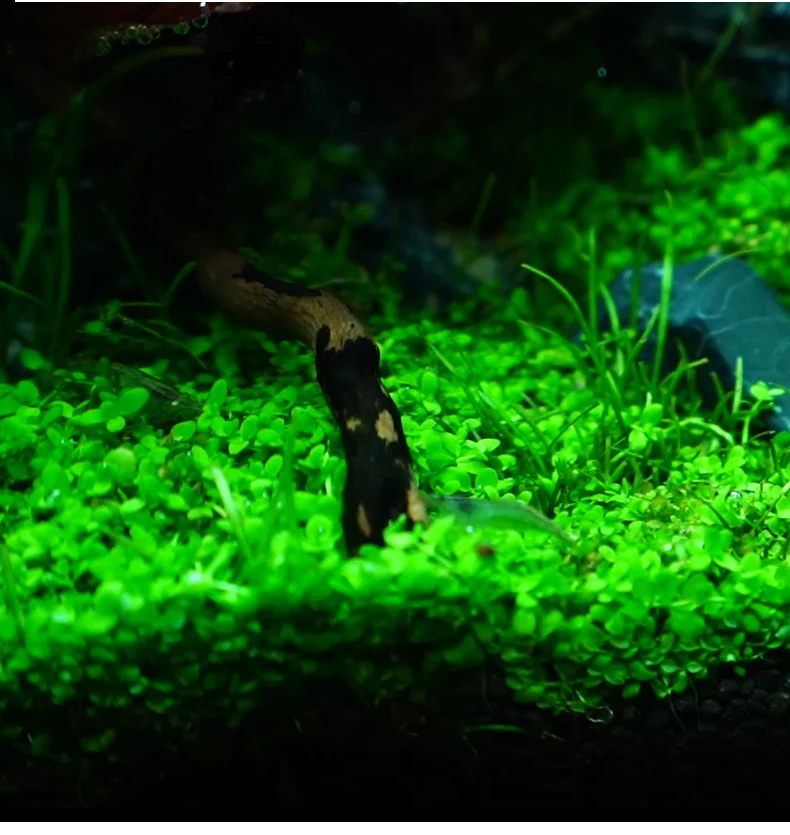 구매 Chihiros RGB A 플러스 시리즈 LED 램프 심어 수족관 용 블루투스 컨트롤러 내장 구매 Chihiros RGB A 플러스 시리즈 LED 램프 심어 수족관 용 블루투스 컨트롤러 내장