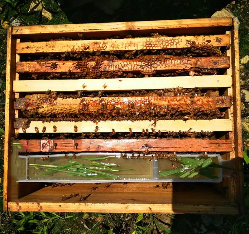 Пчеловодческие инструменты пластиковая система пчеловодства пчел развивающая